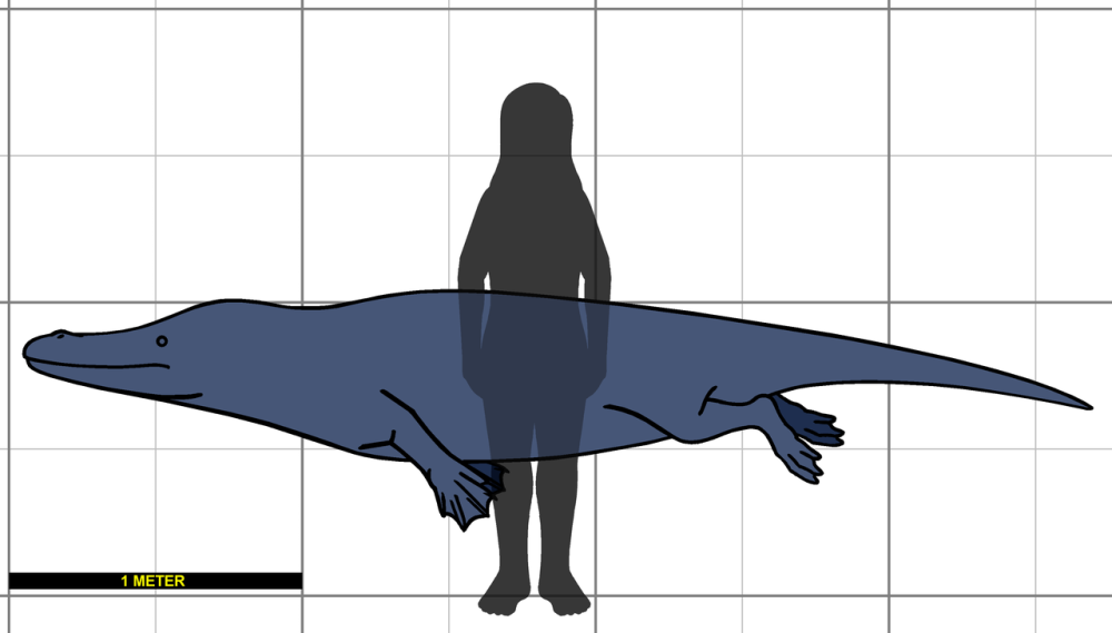 Georgiacetus vogtlensis