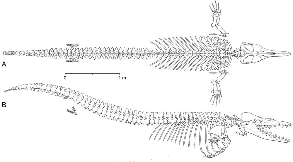 Basilosauridae Basilosaurus