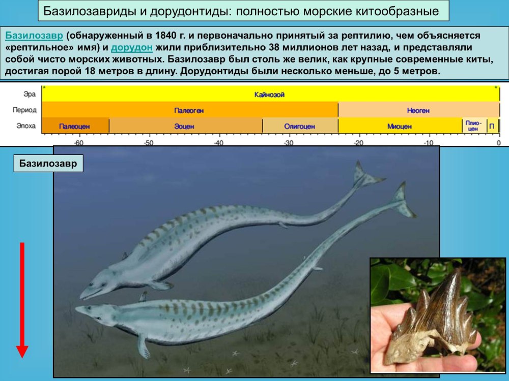 Водные млекопитающие потомки наземных