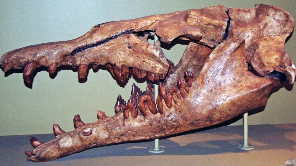 Basilosaurus Isis