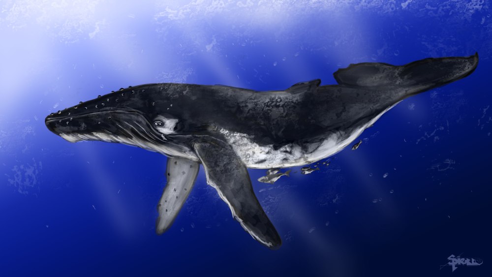 Японский кит Eubalaena glacialis japonica