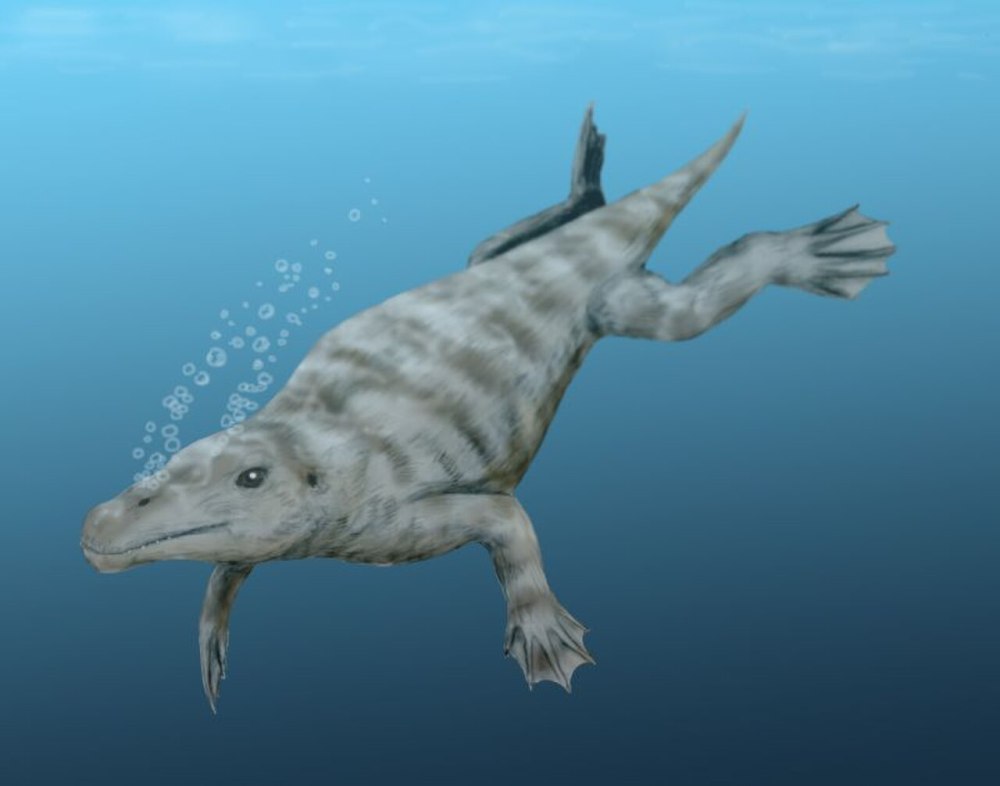 Georgiacetus vogtlensis