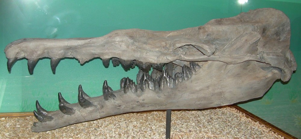 Basilosaurus cetoides