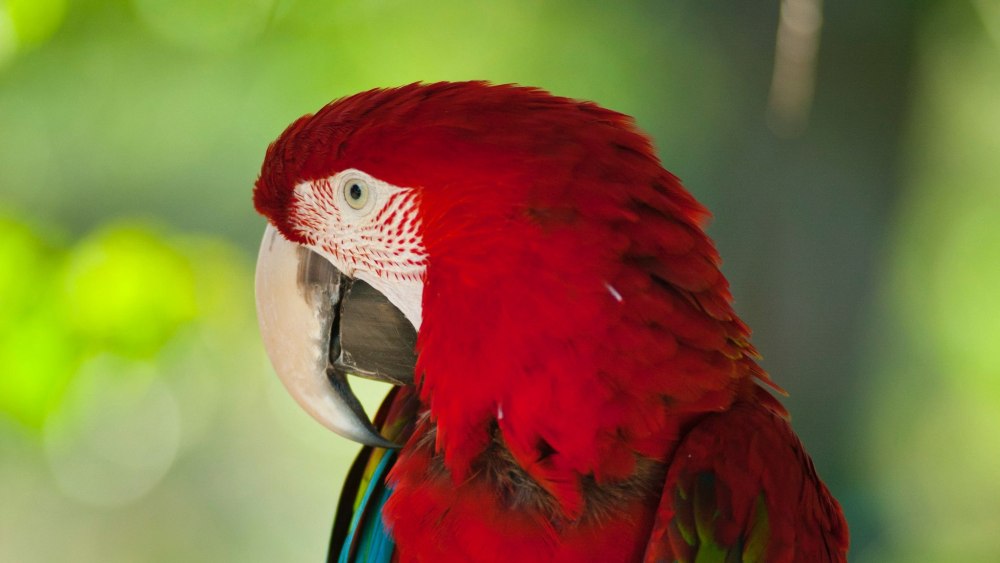 Красный ямайский ара