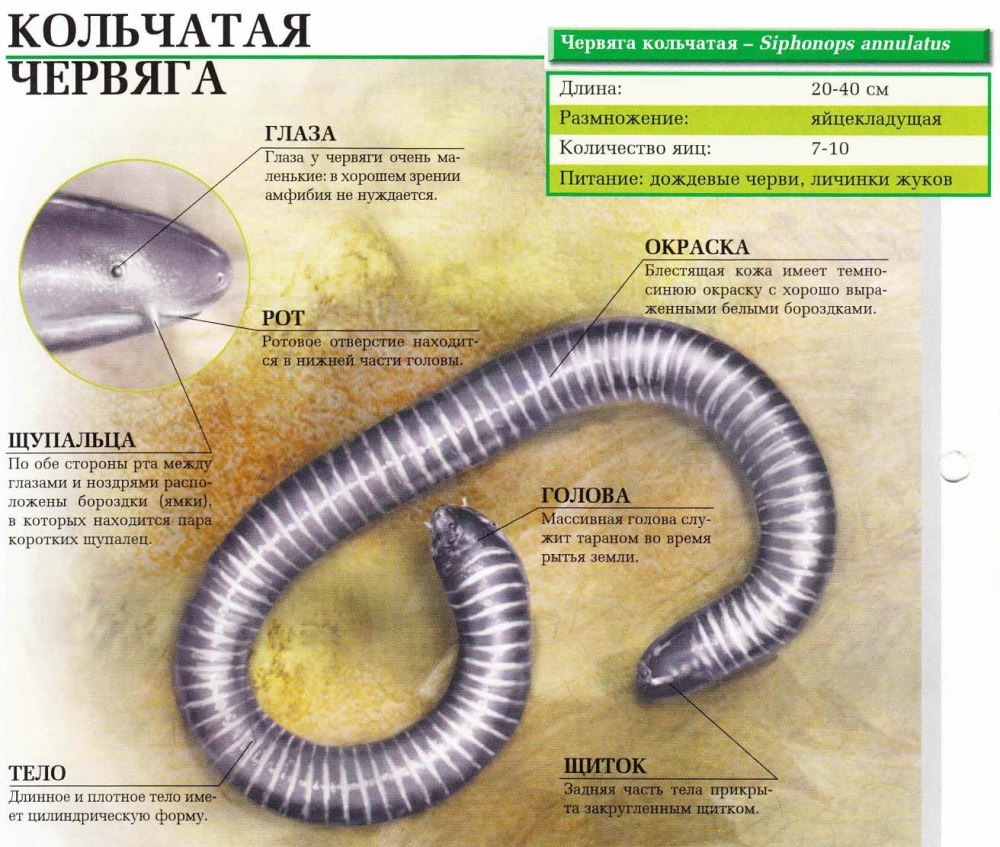 Внешнее строение червяги