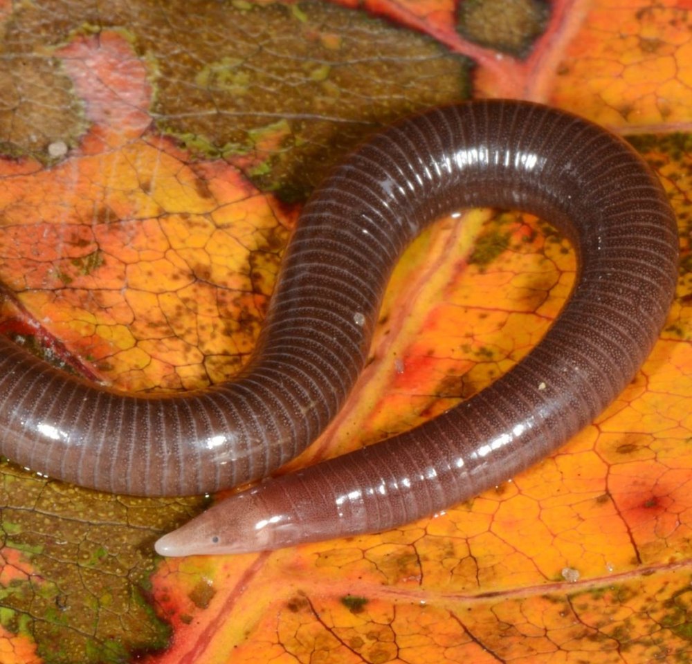 Отряд червяги — Gymnophiona
