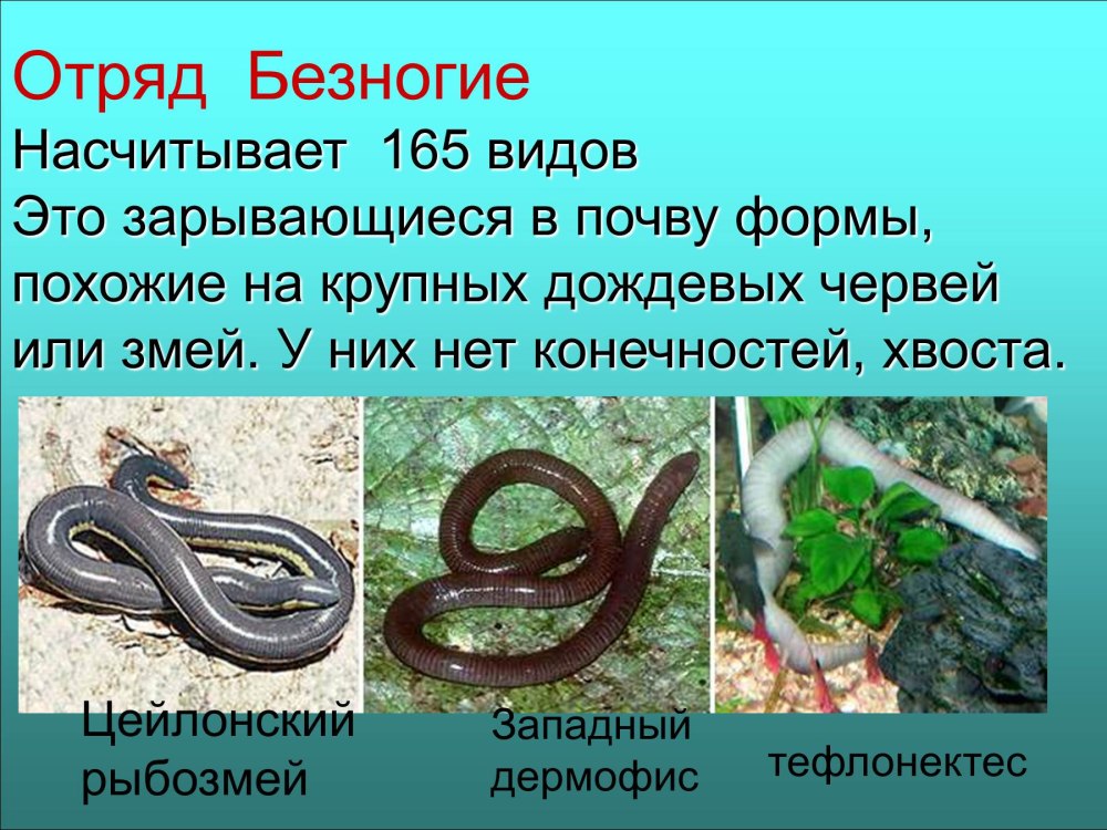 Представители отряда безногие амфибии