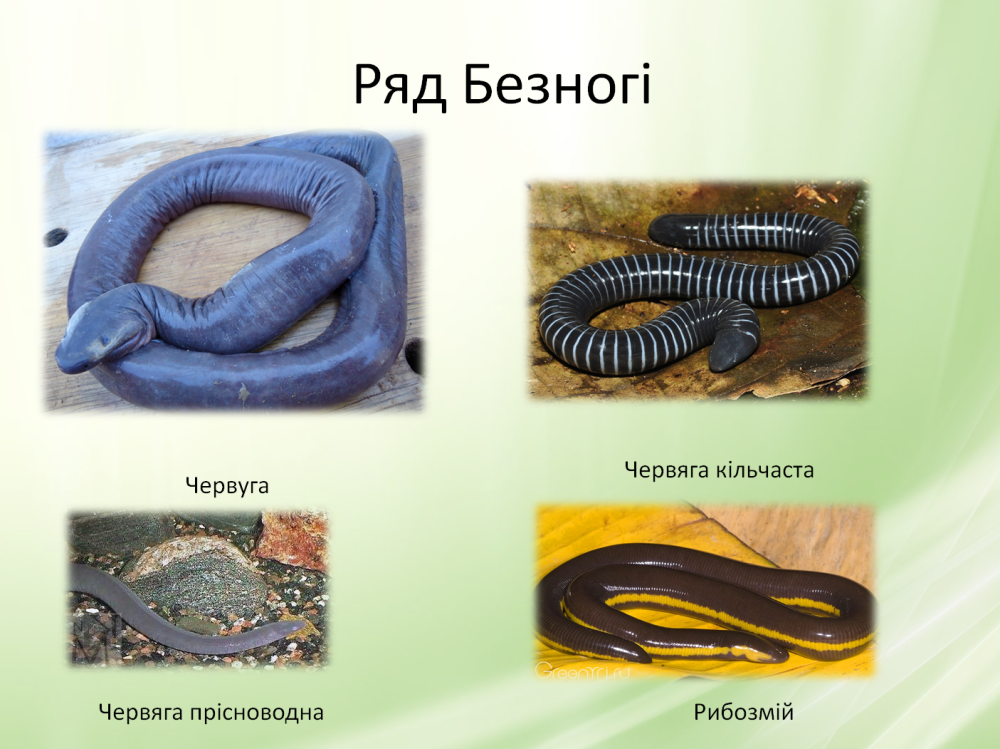 Кольчатая червяга