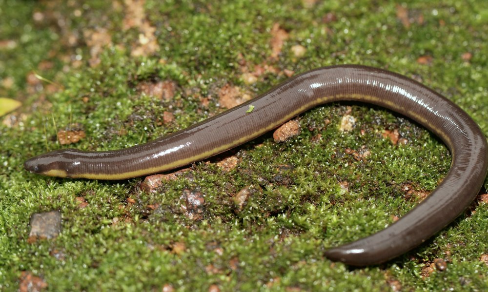 Ichthyophis Kohtaoensis