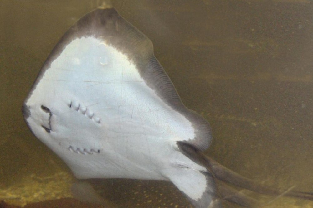 Морской кот Dasyatis pastinaca