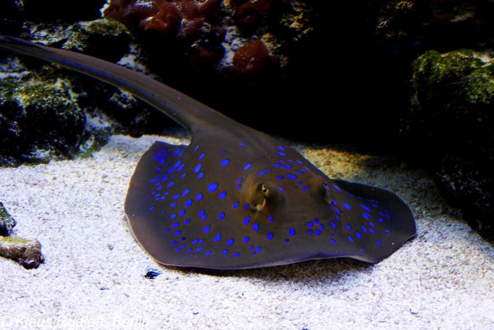 Синепятнистый Скат-хвостокол