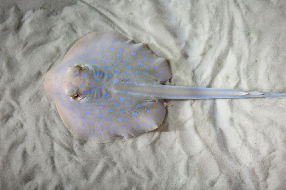 Скат хвостокол маленький