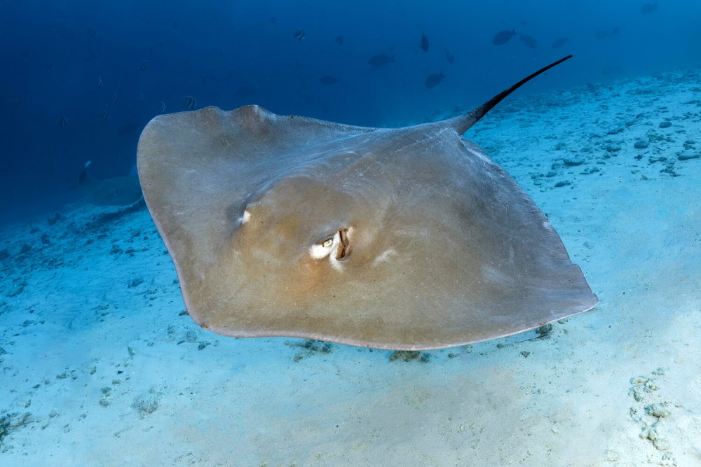 Опасные морские хищники на Кипре