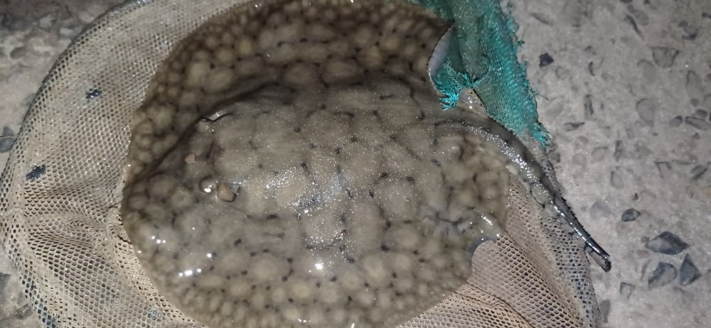 Короткохвостый Речной Скат