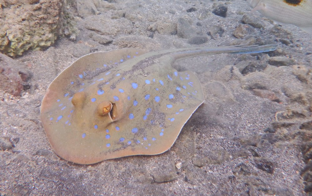 Леопардовый Скат хвостокол
