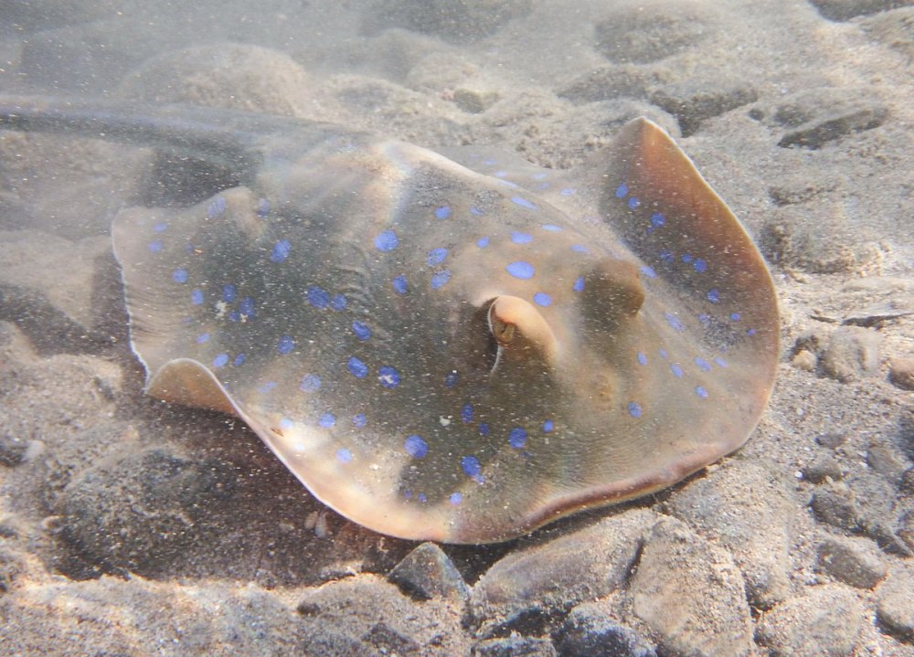 Скат пятнистый пятнистый хвостокол