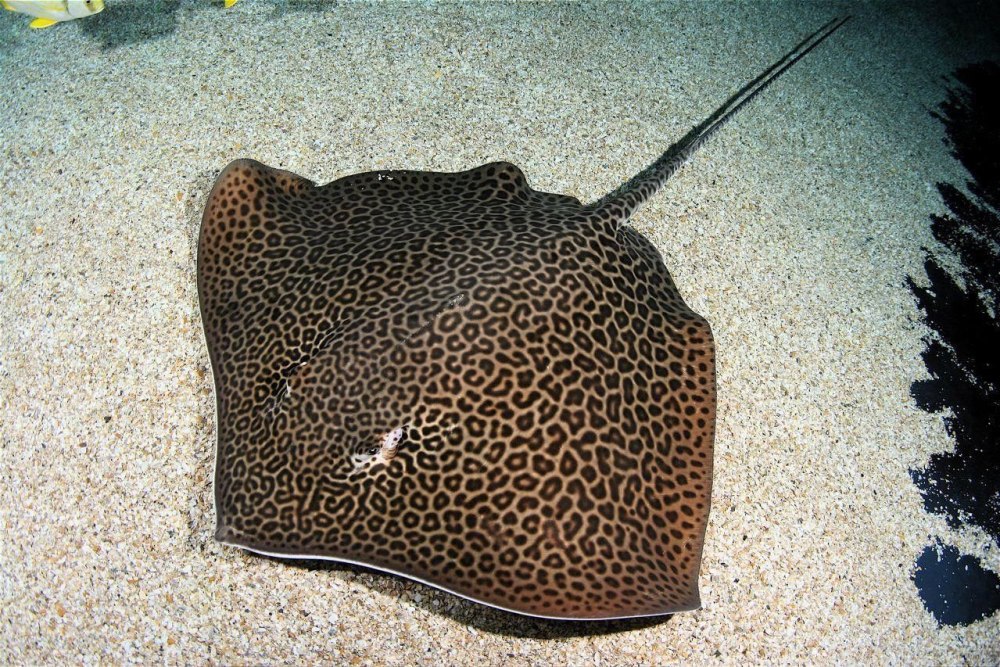 Леопардовый Скат хвостокол