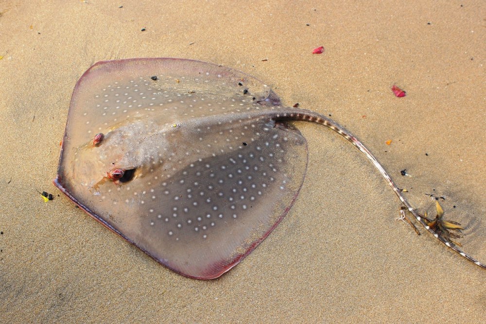 Maculabatis gerrardi