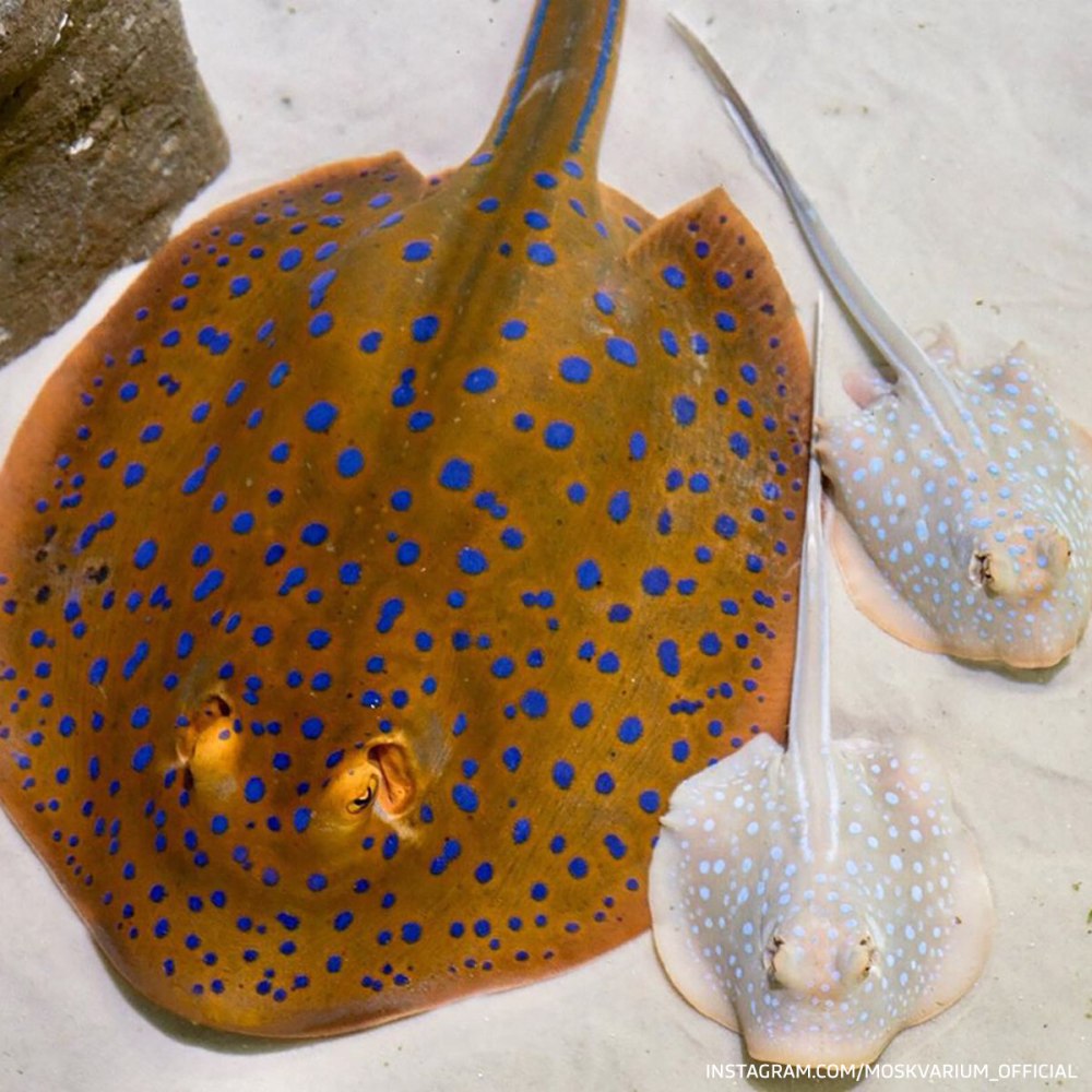 Скат Тэниура-Лимма