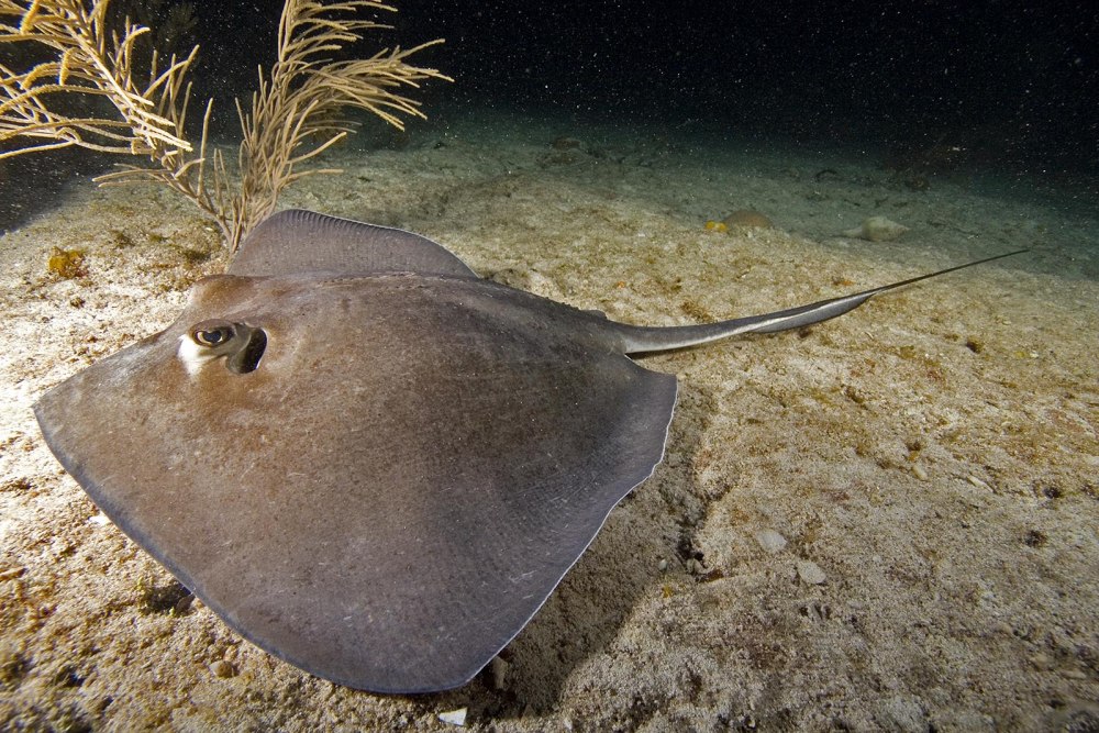 Американский Скат хвостокол