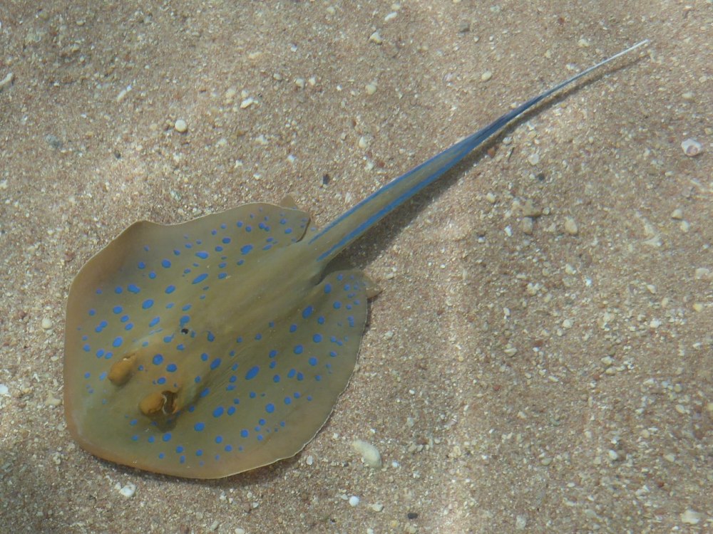Пятнистый Скат хвостокол