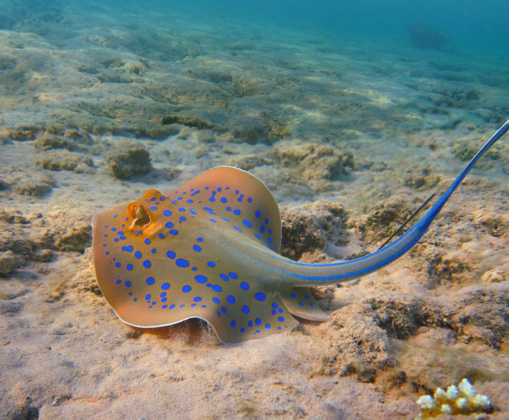 Черноморский Скат хвостокол
