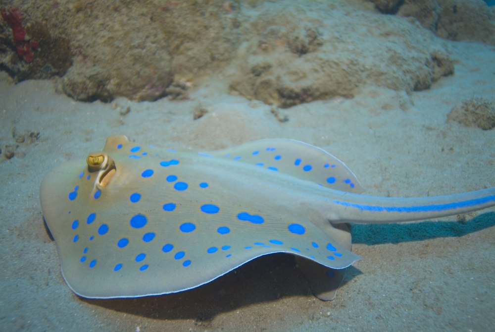 Кольчатый хвостокол