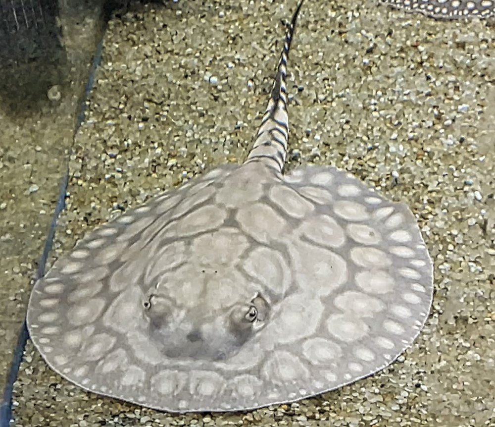 Скат аквариумный пресноводный моторо