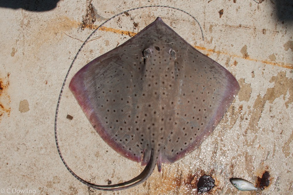 Дальневосточный хвостокол