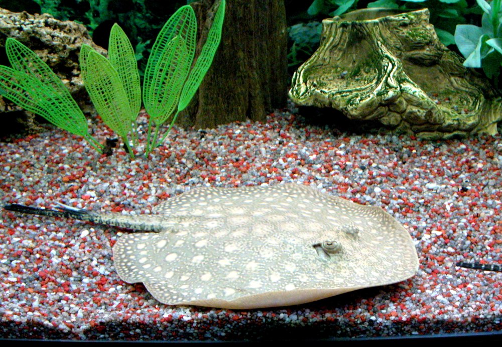 Шестиглазый Скат