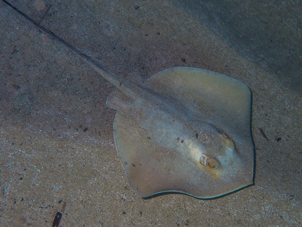 Скат хвостокол Мальдивы