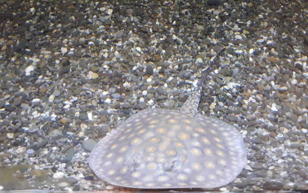 Самые Скат хвостокол