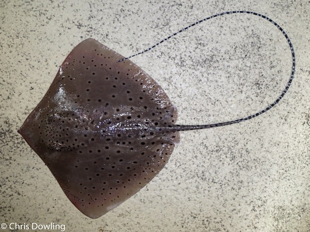 Скат хвостокол шип