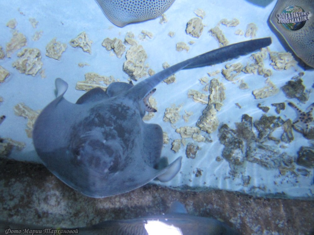 Скат широкохвостый