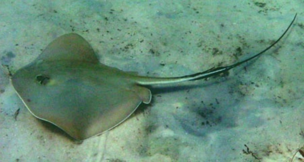 Дальневосточный хвостокол