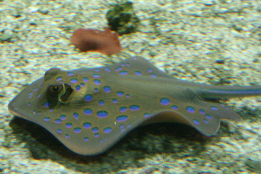 Скат пятнистый пятнистый хвостокол