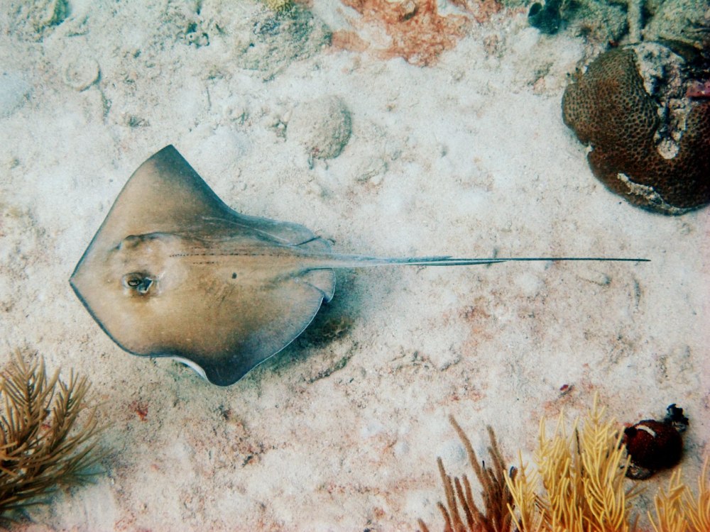 Скат хвостокол