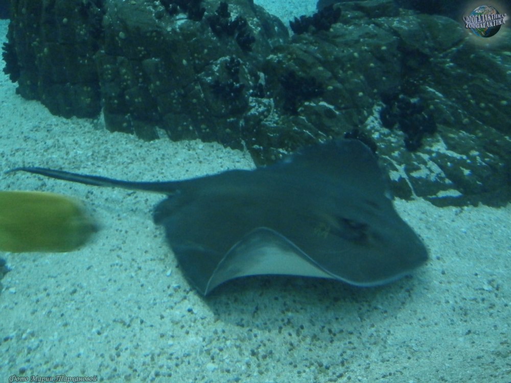 Американский Скат хвостокол