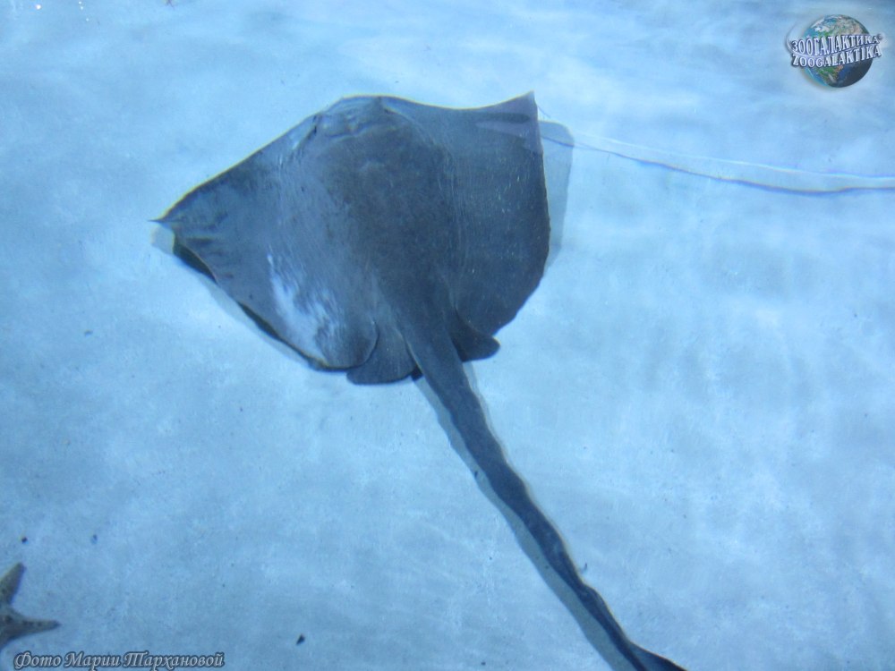 Широкохвостый Скат хвостокол