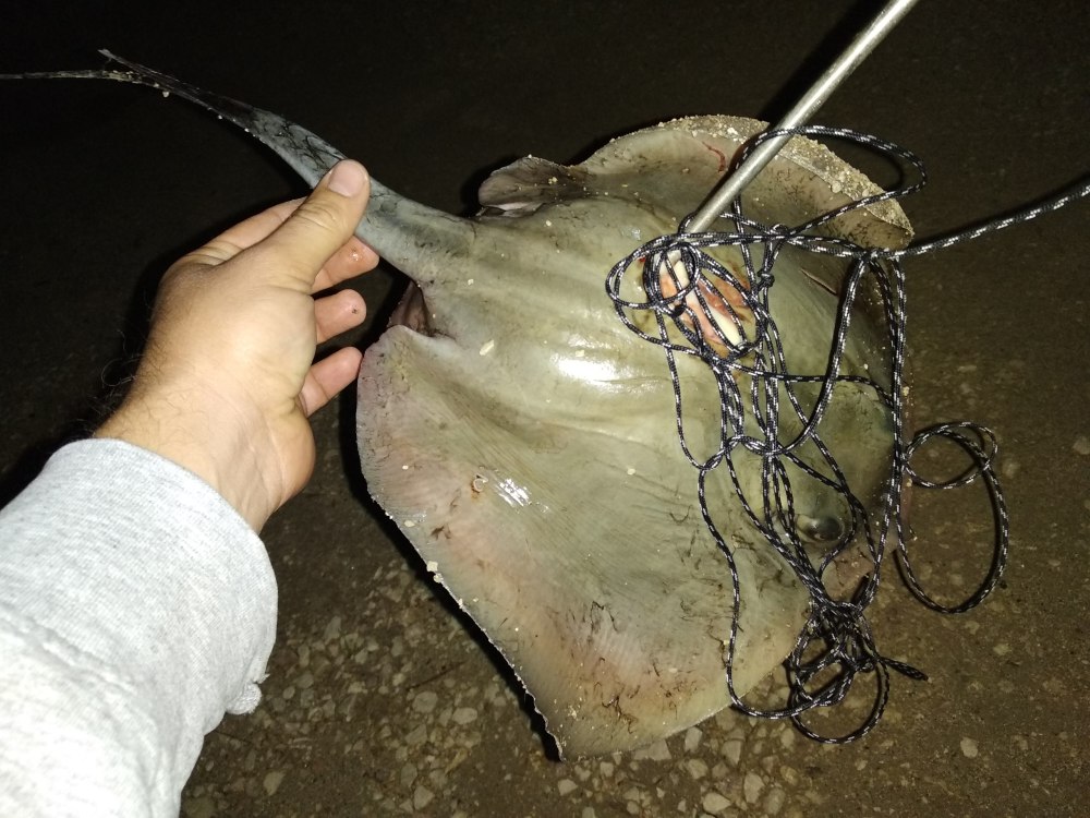 Скат хвостокол Джереми Уэйд