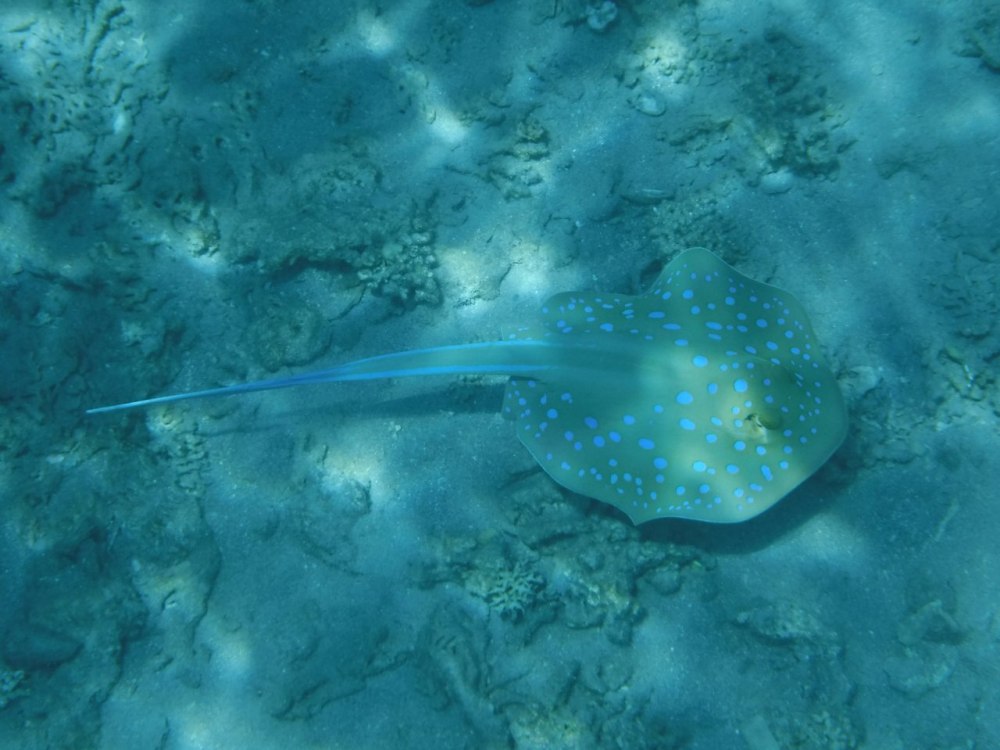 Дальневосточный хвостокол