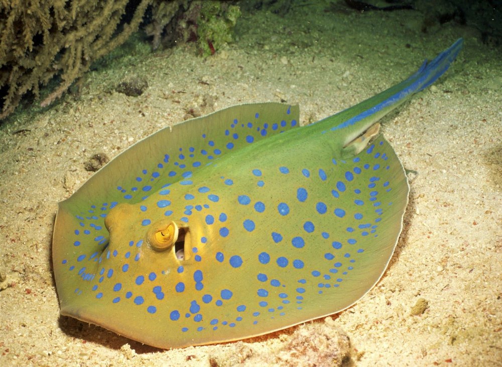 Кольчатый хвостокол