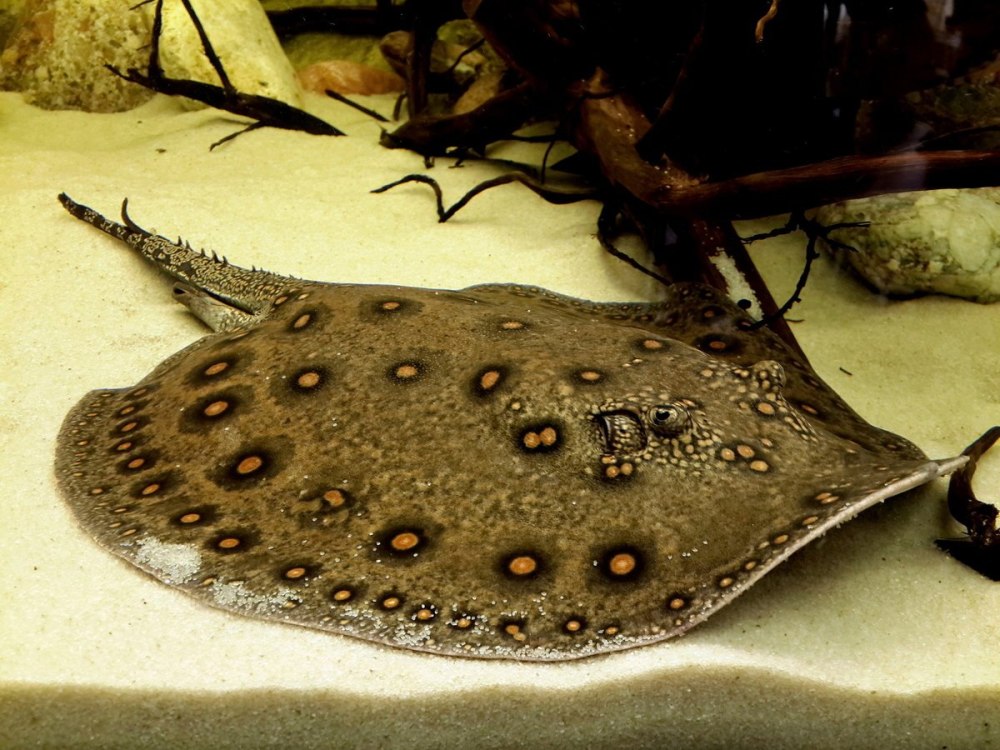 Скат моторо