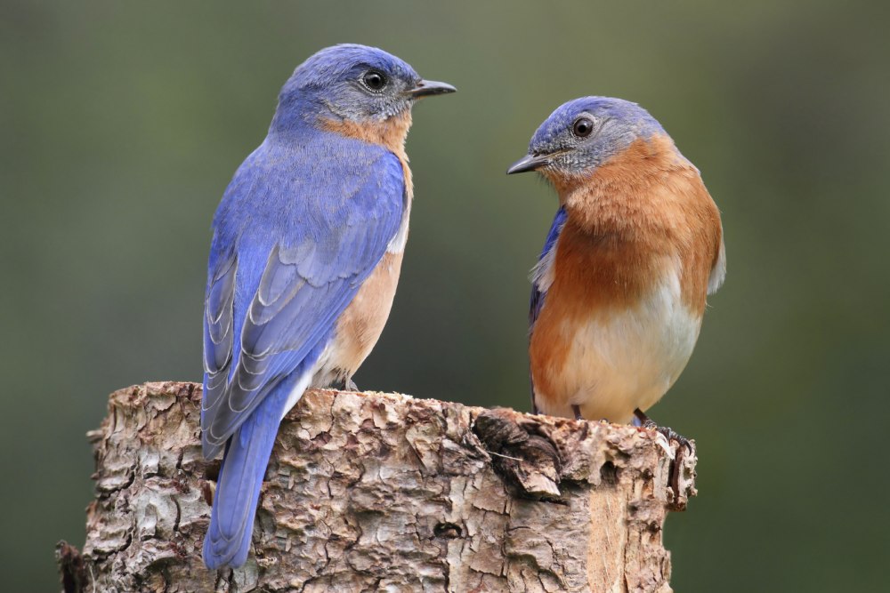Soon this Bird Eastern Europe