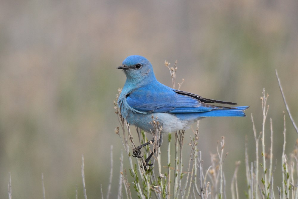 Bluebird птица