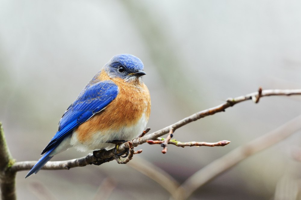 Blue Bluebird