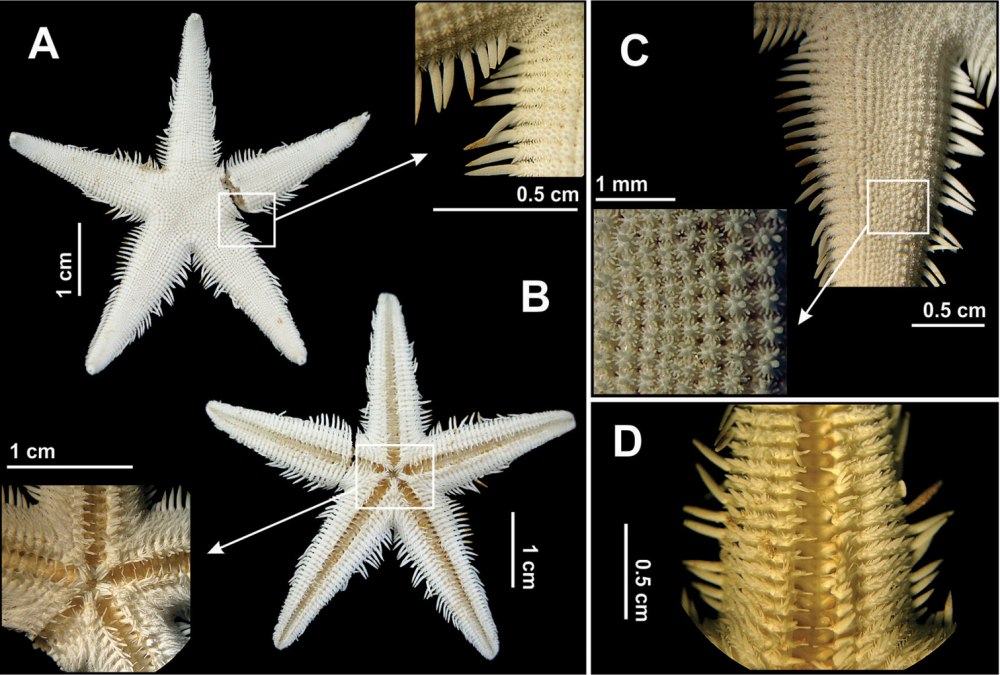Luidia quinaria