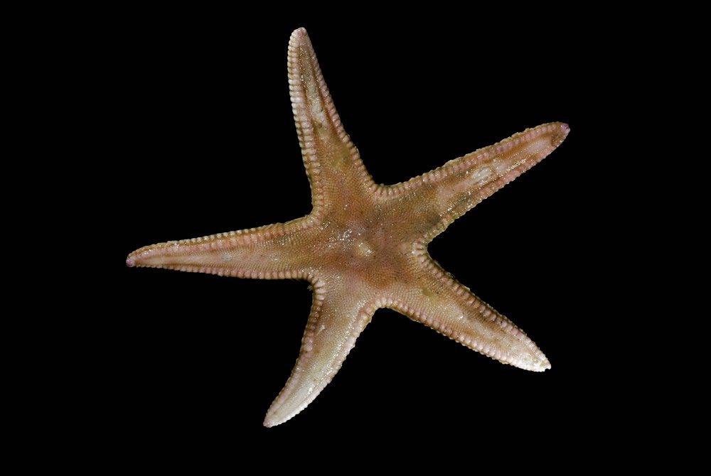 ПАКСИЛЛОНОСНЫЕ морские звёзды