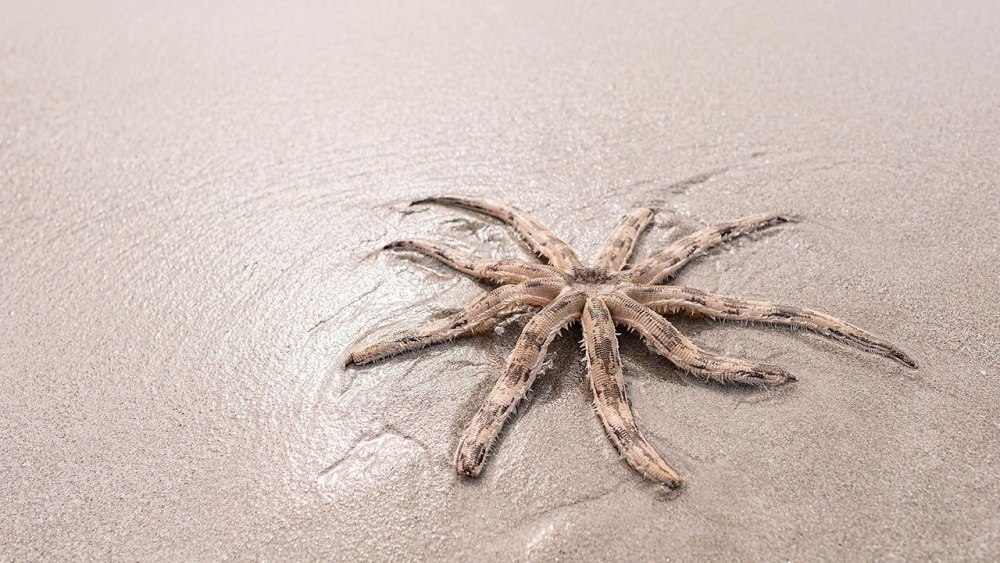 Морская звезда Luidia maculata