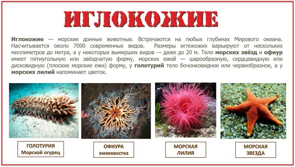 Иглокожие представители морские звезды